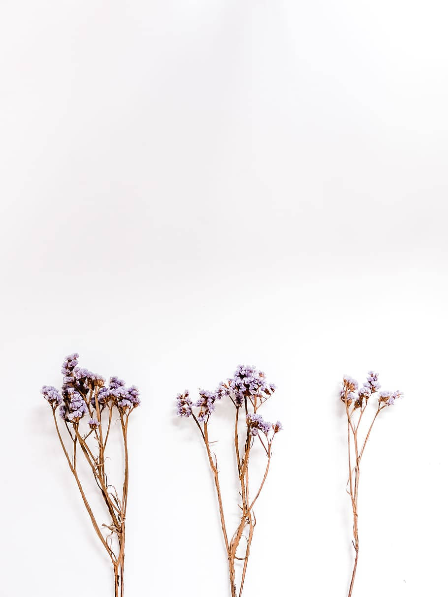 Lavendelestetisk håndfull blomsterknopper Bakgrunner