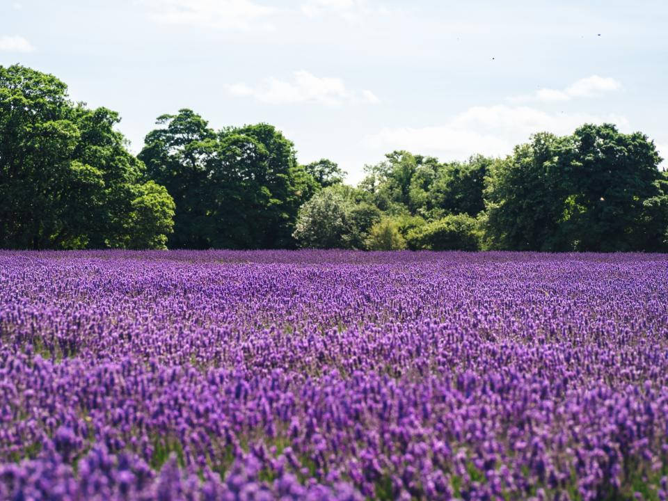 Lavendelestetisk hav av blomster og trær Bakgrunner