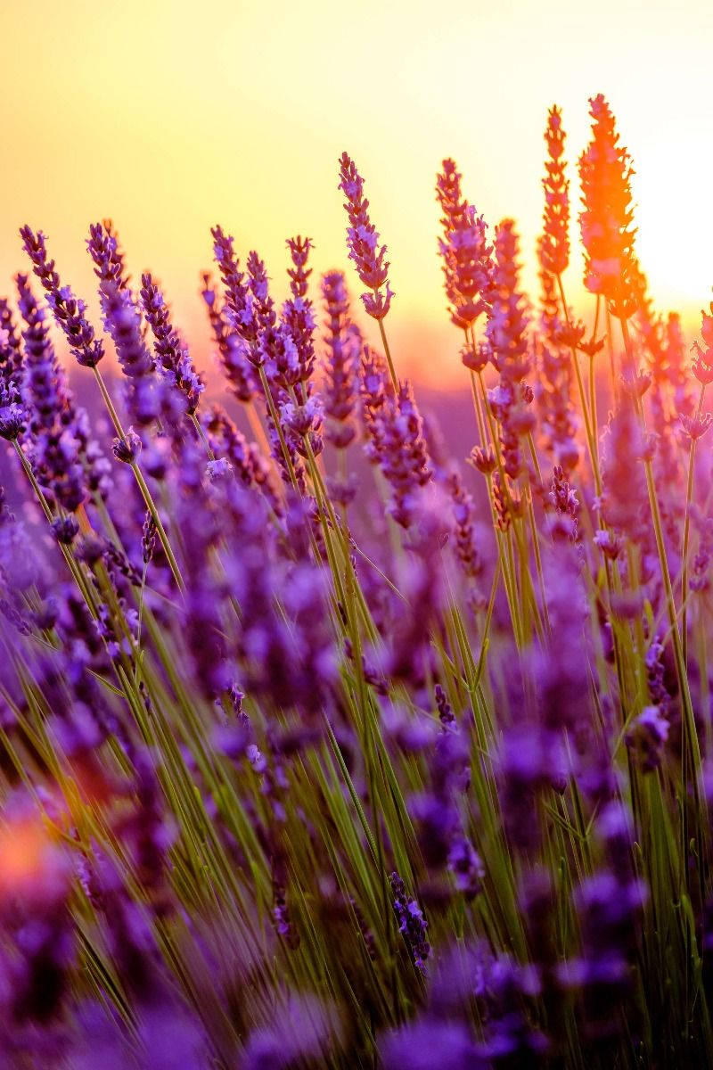 Lavendelestetiske blomsterknopper og sollys Bakgrunner