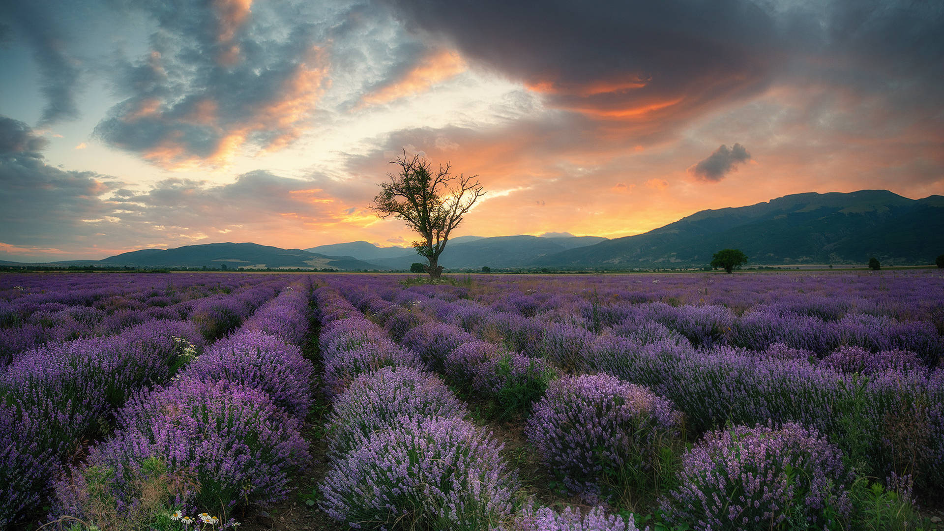 Lavendelestetisk felt, fjell og solnedgang Bakgrunner