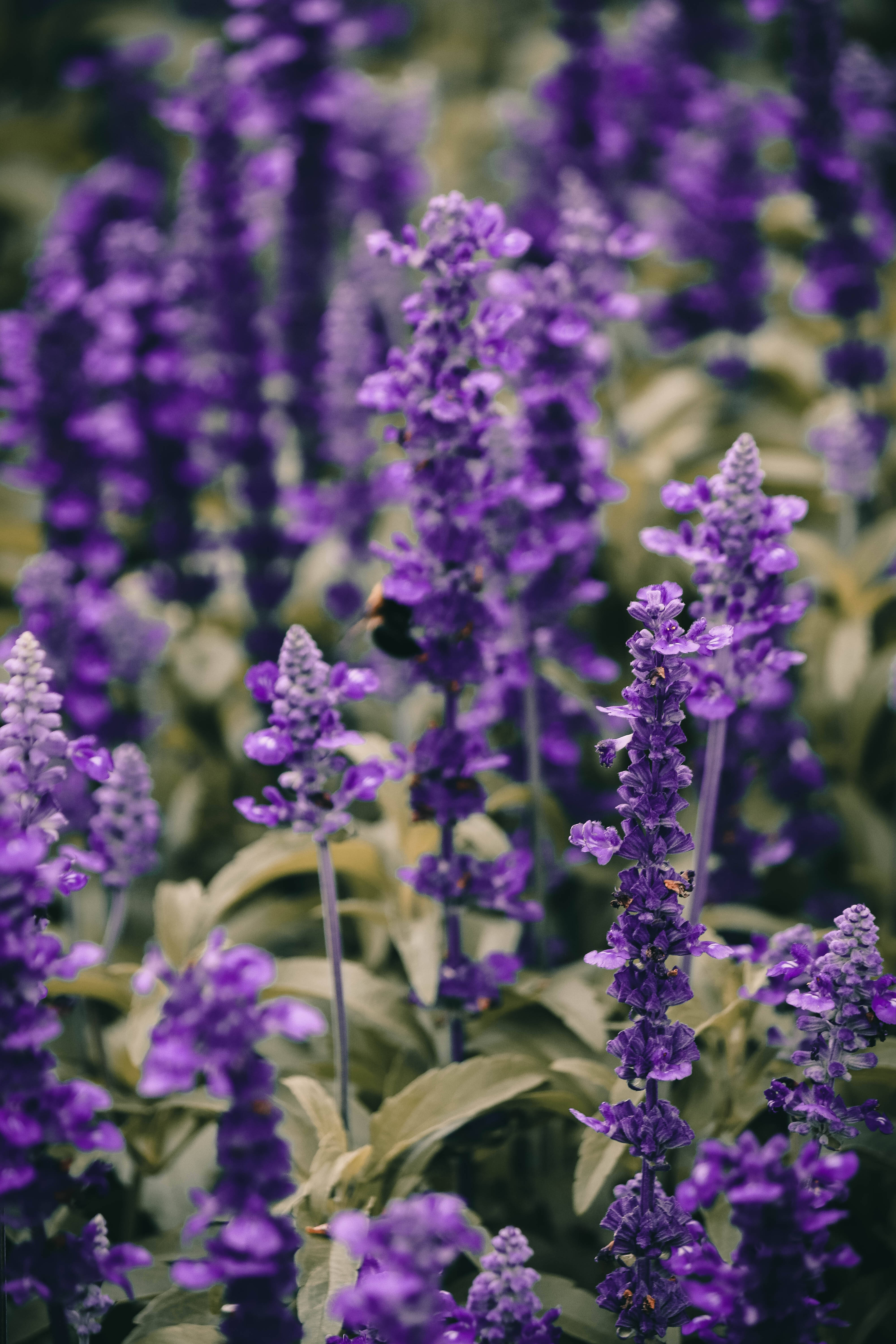 Lavendelestetisk levende blomsternærbilde Bakgrunner