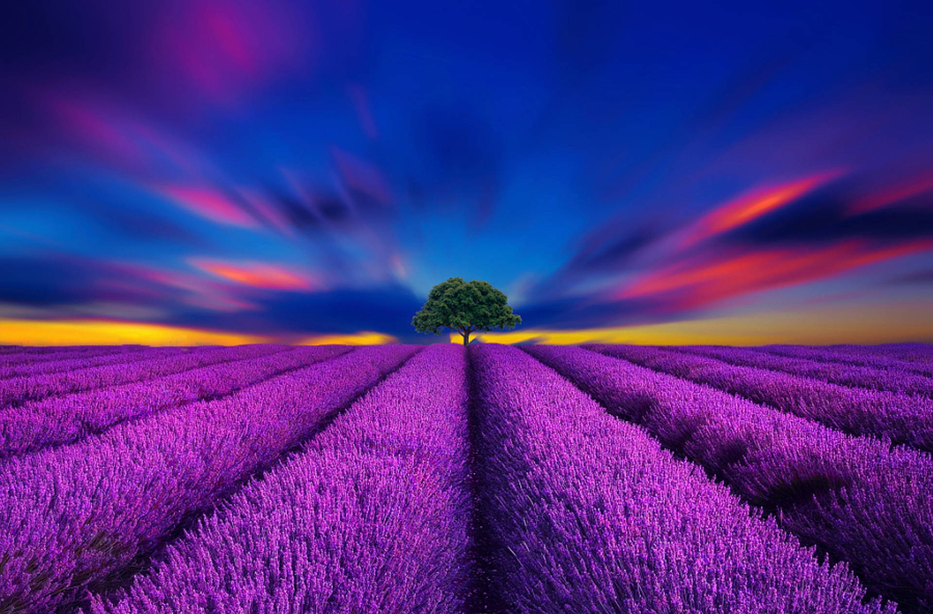 Lavendelestetisk mark og levende blå himmel Bakgrunner