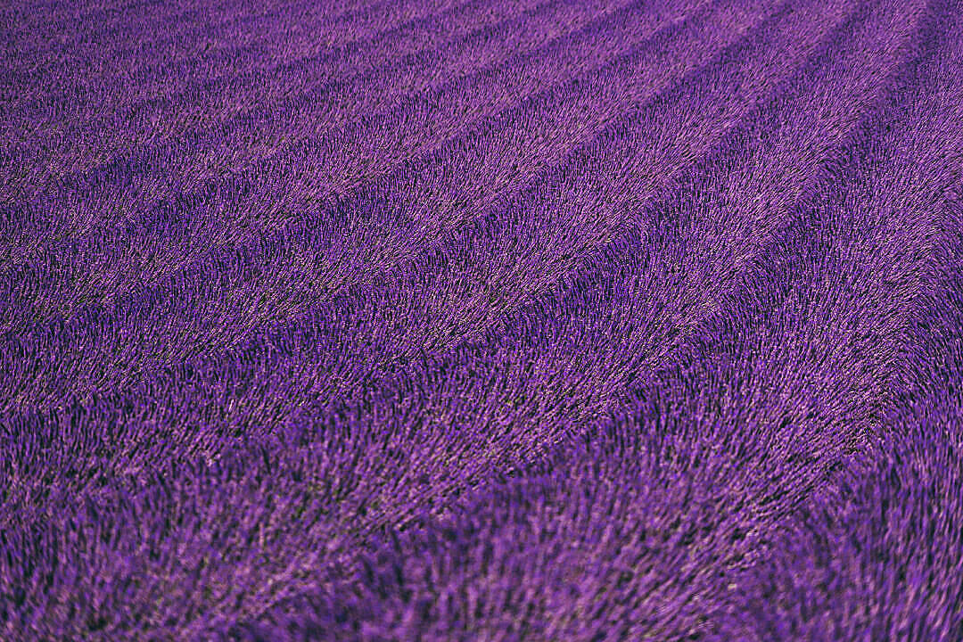Lavendelestetisk pent blomsterfelt Bakgrunner