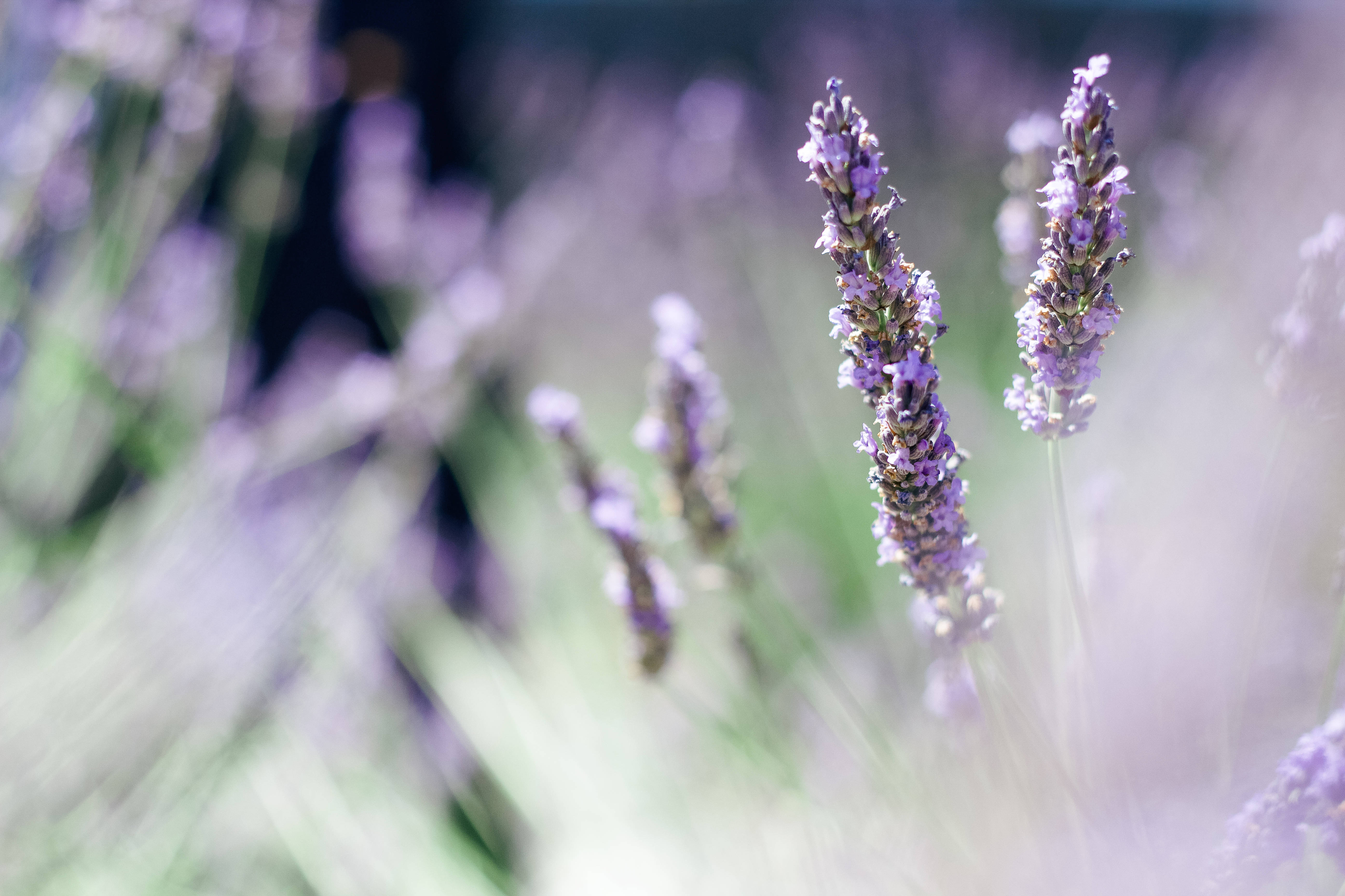 Lavendelestetisk stilk i fokus Bakgrunner