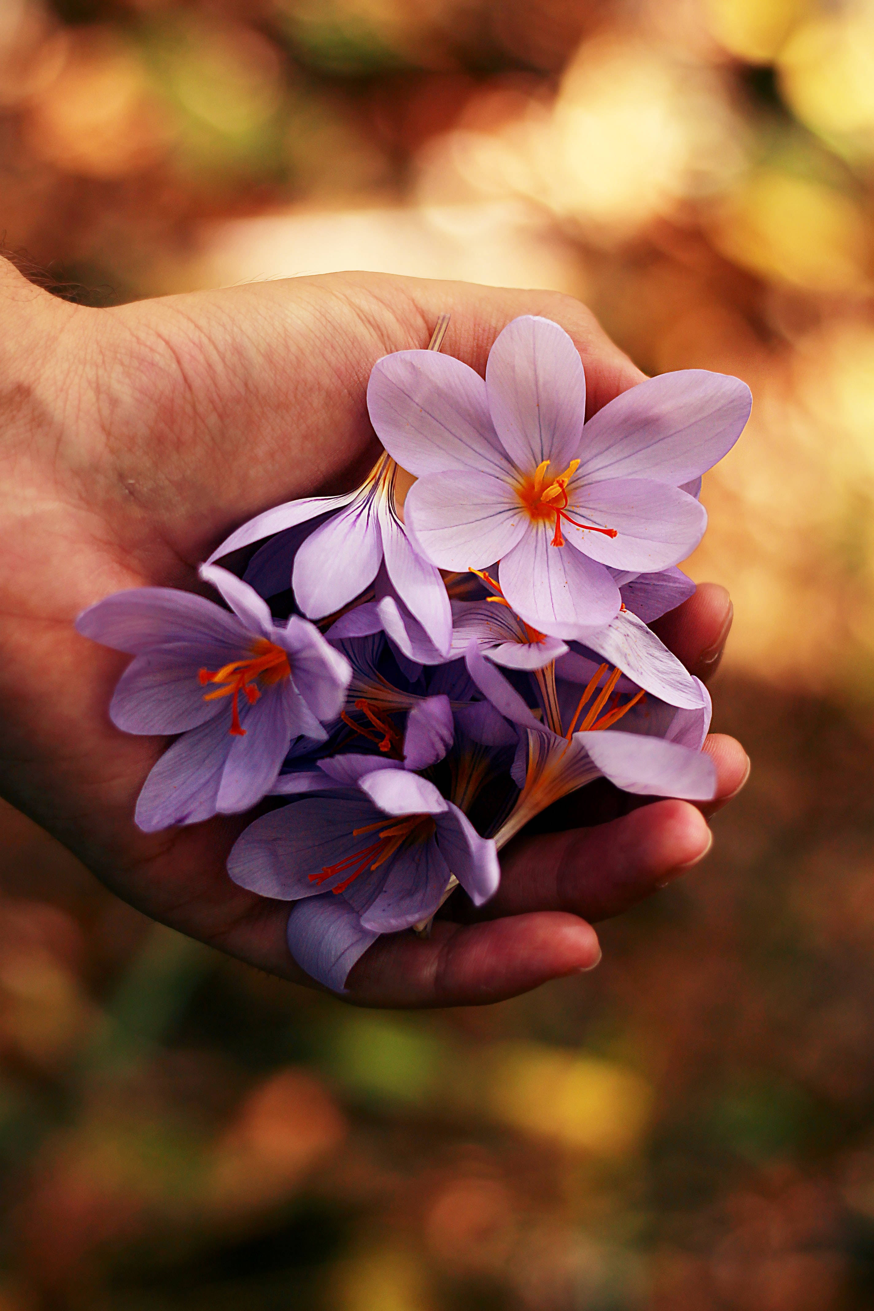 Lavendelfargede vårblomster Bakgrunner