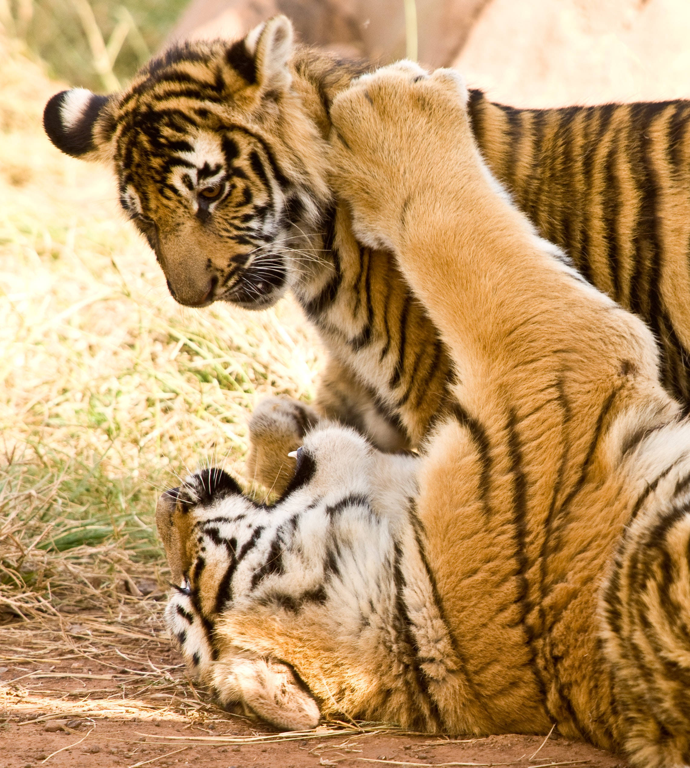Lekekamp Tiger iPhone Bakgrunner