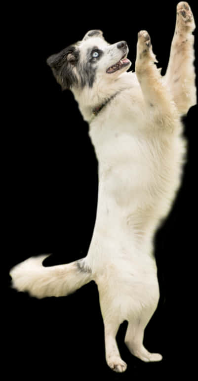 Leken hund som står på bakbeina Bakgrunner