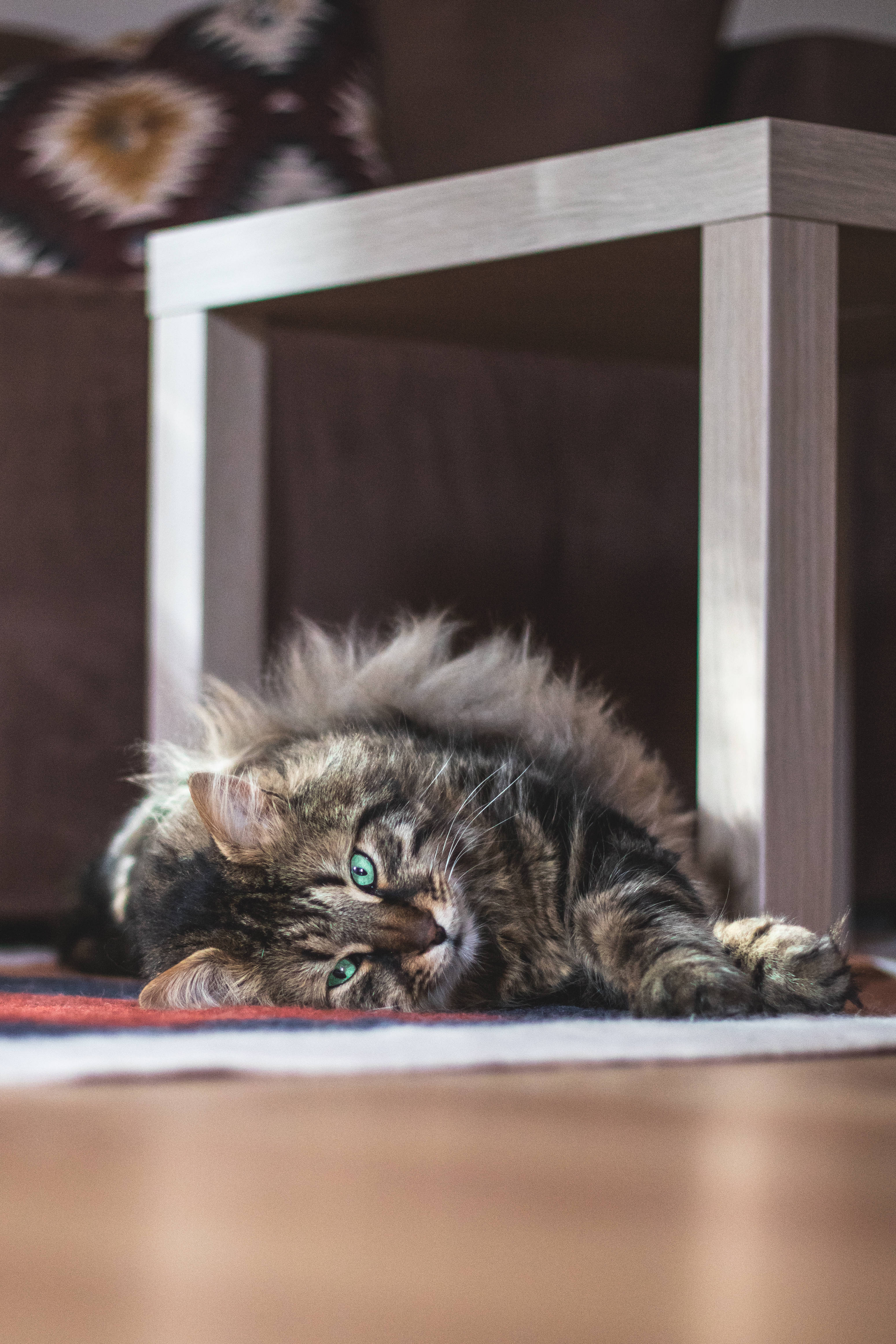 Leken Maine Coon som omfavner den søte kattestetikken Bakgrunner