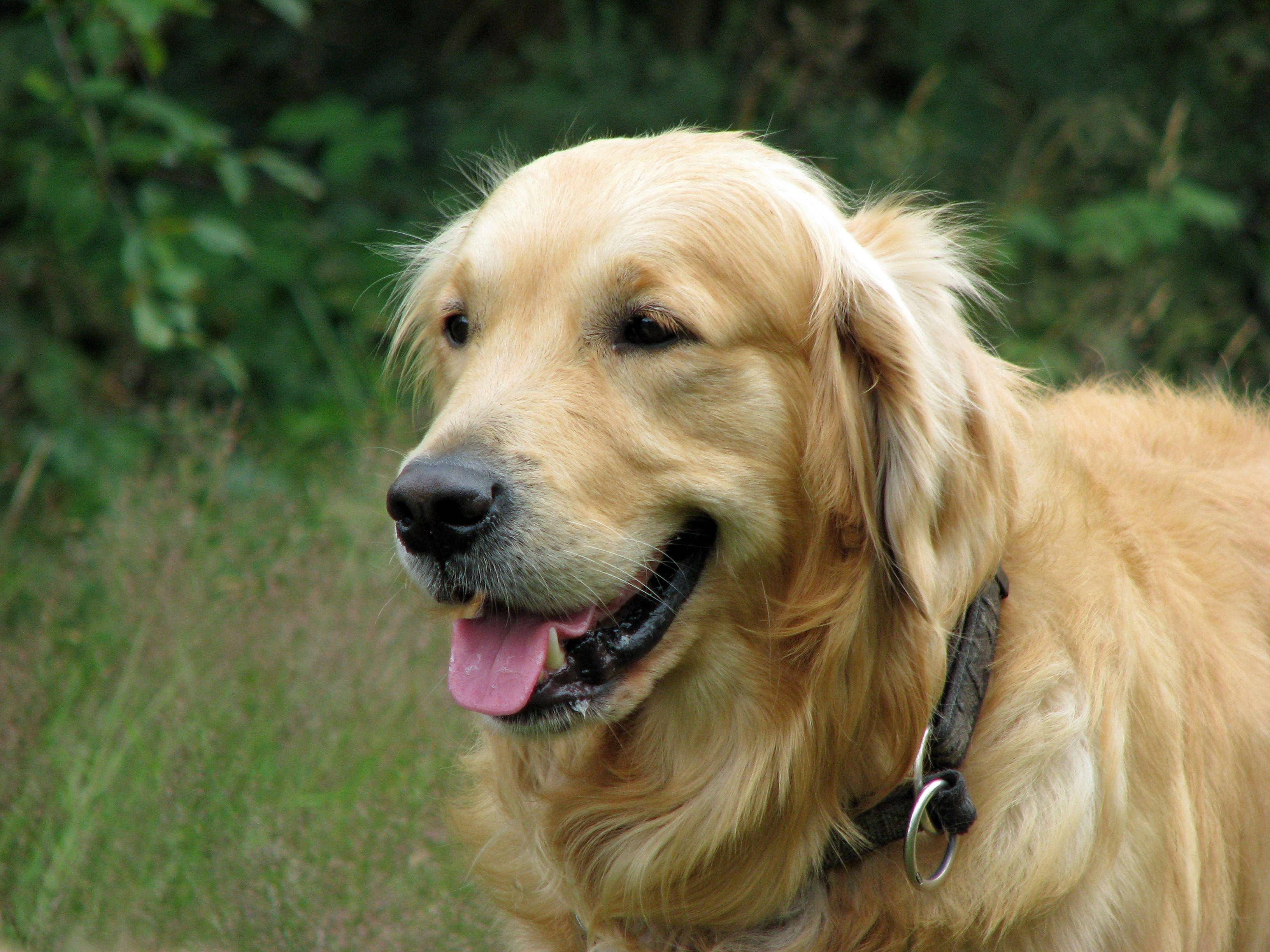 Leken stor hund Bakgrunner