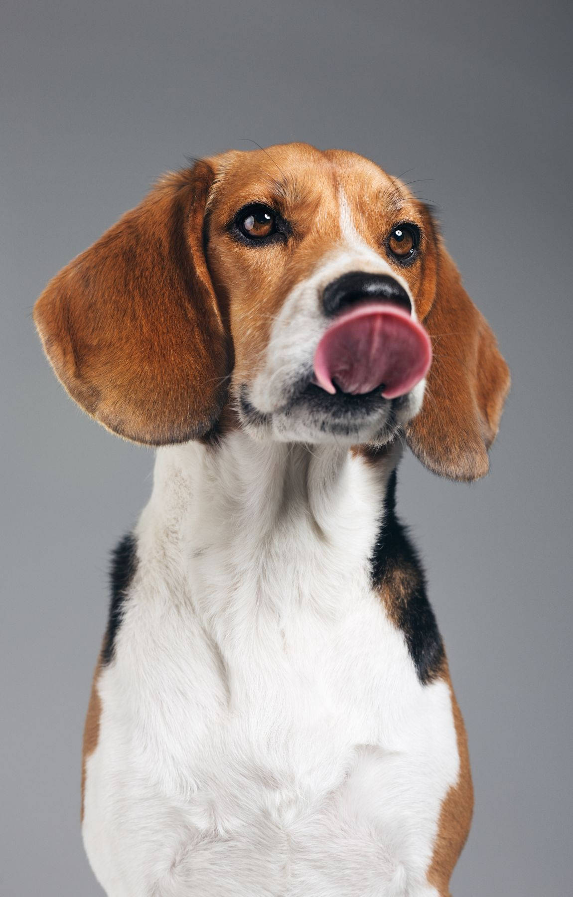 Lekende Beagle-valp som slikker Bakgrunner