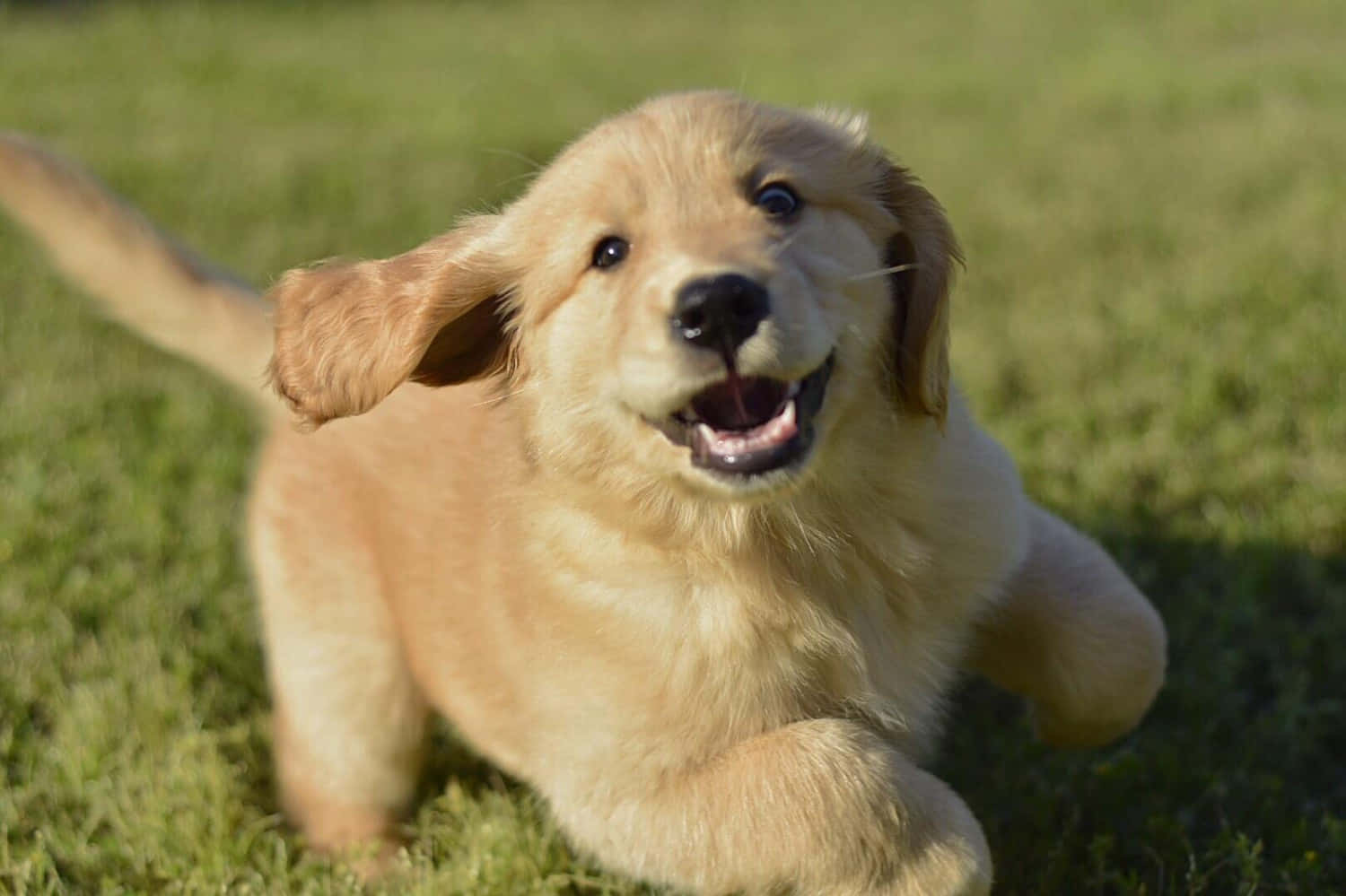 Lekende golden retriever valp bilde Bakgrunner