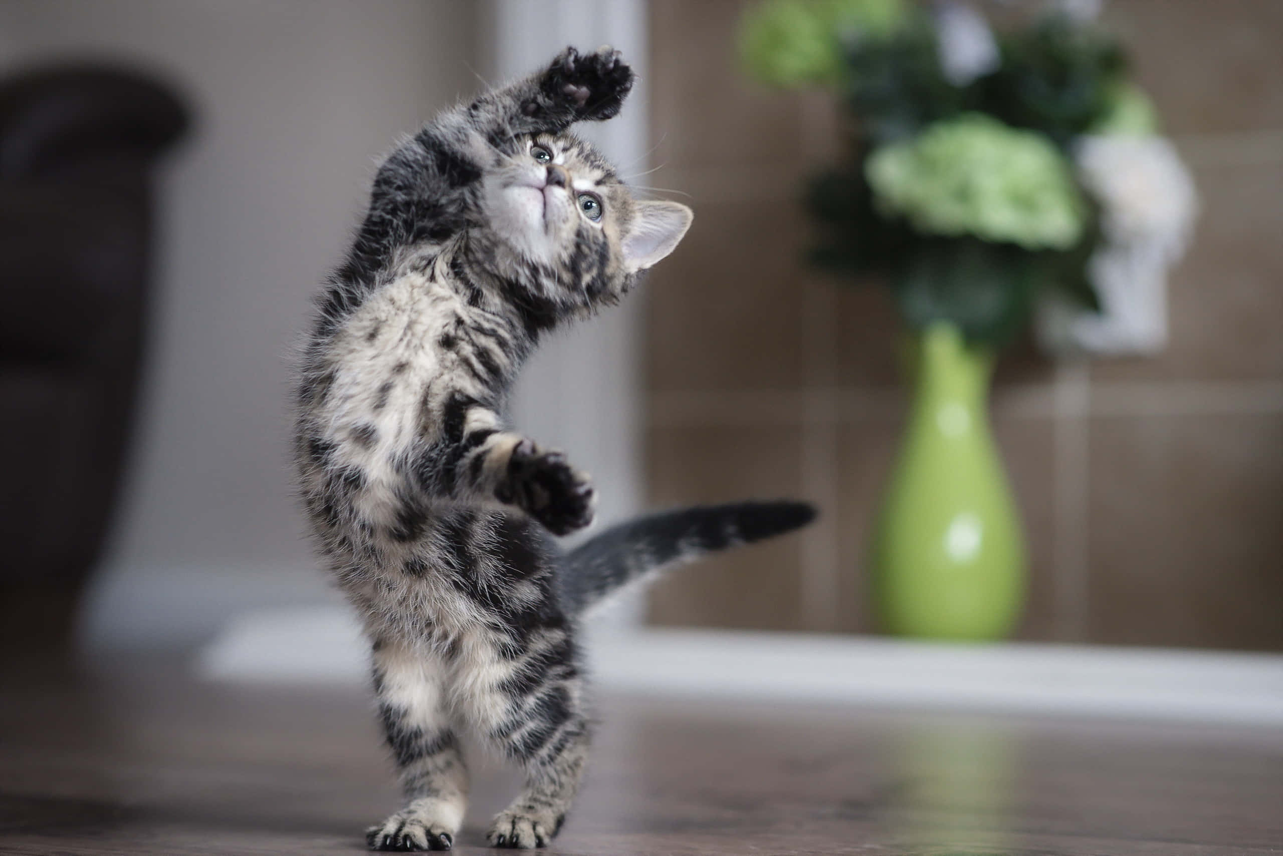 Lekende kattunge som danser Bakgrunner
