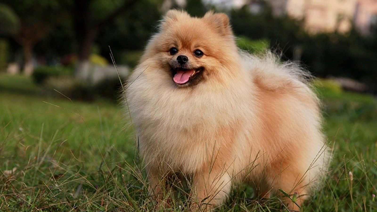 Lekende Pomeranian-valpebilder Bakgrunner
