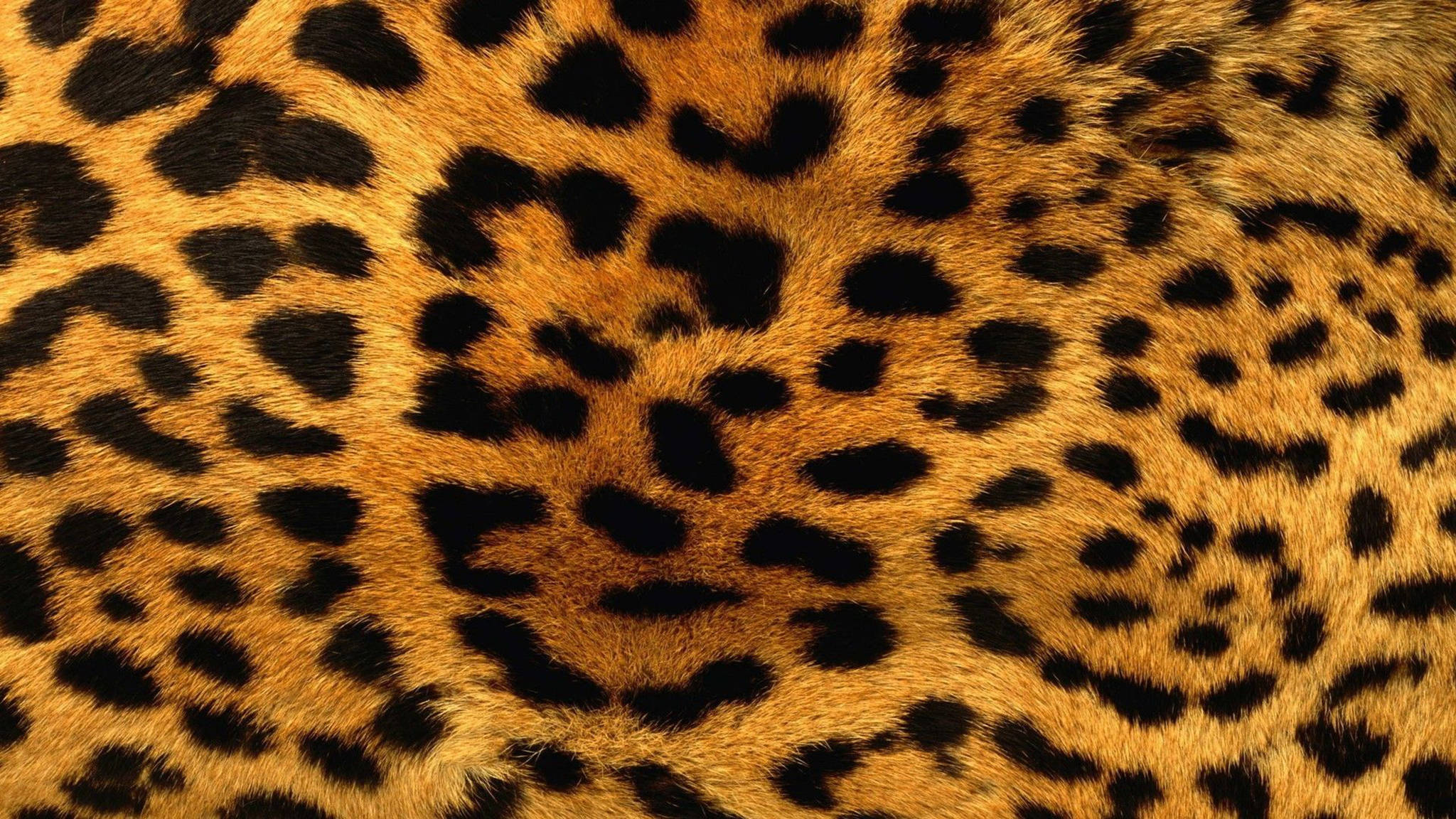 Leopard kjølig mønster Bakgrunner