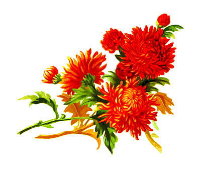Levende oransje krysantemum blomsterkunstverk Bakgrunner