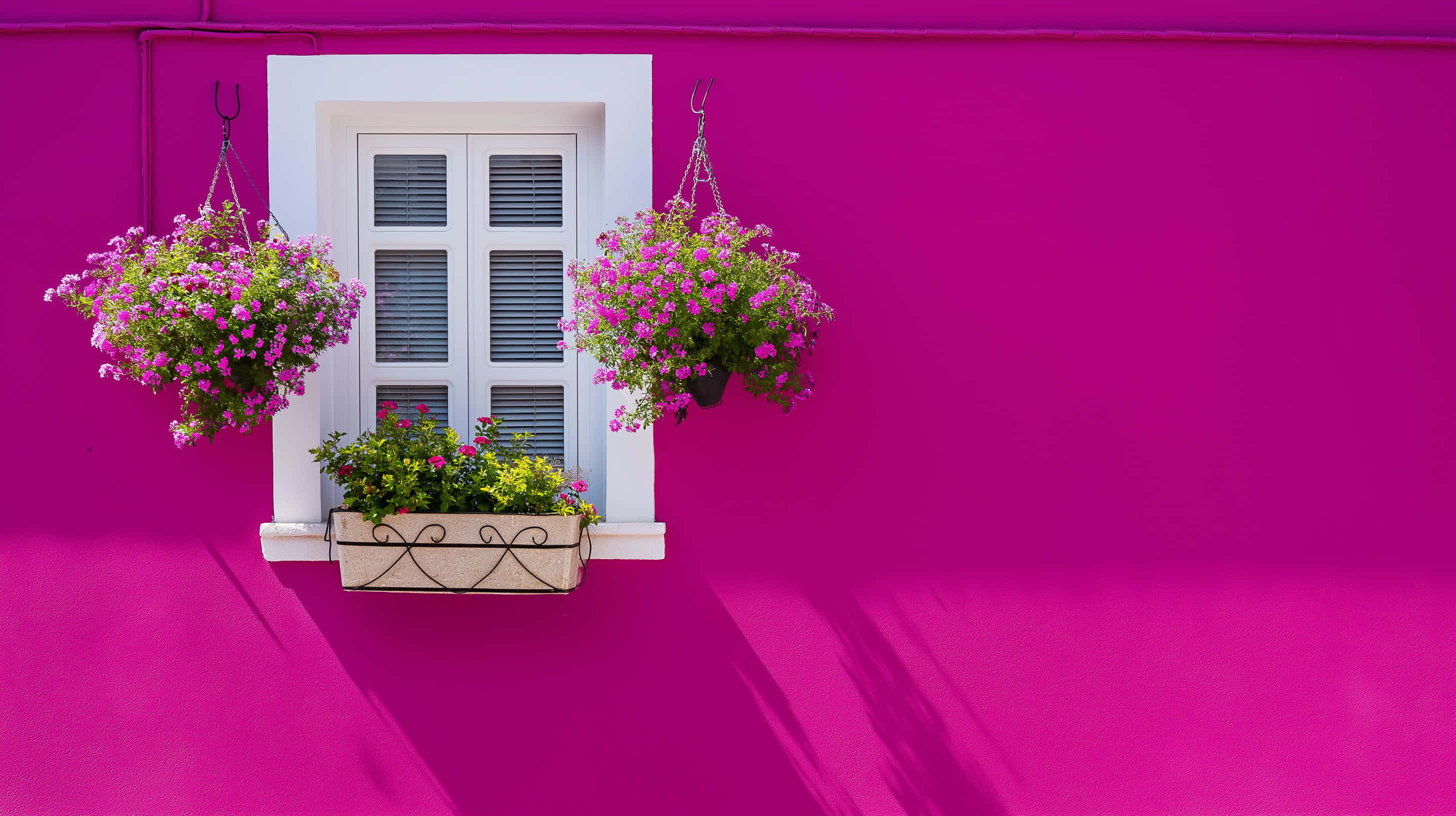 Levende rosa husvegg med hvit vinduskasse og blomster Bakgrunner