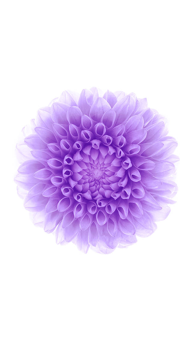 Lilla blomst iOS 6 Bakgrunner
