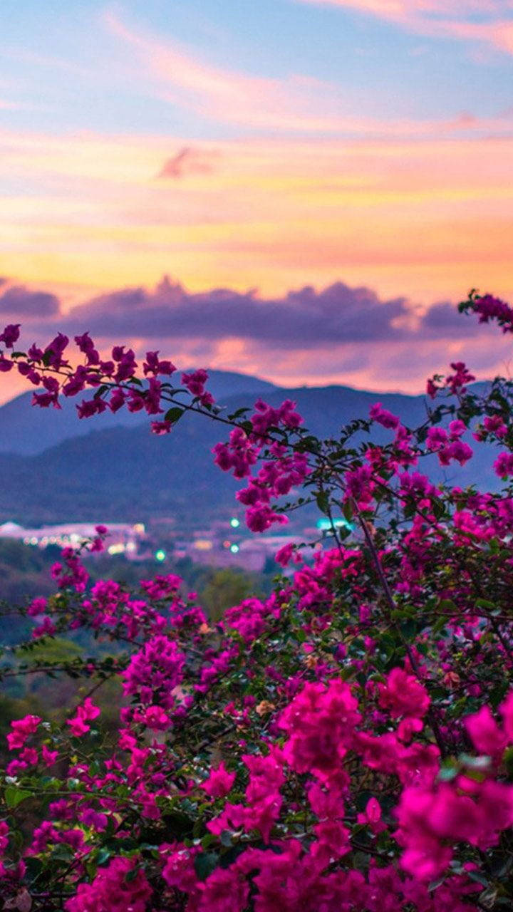 Lilla blomster ved solnedgang Bakgrunner