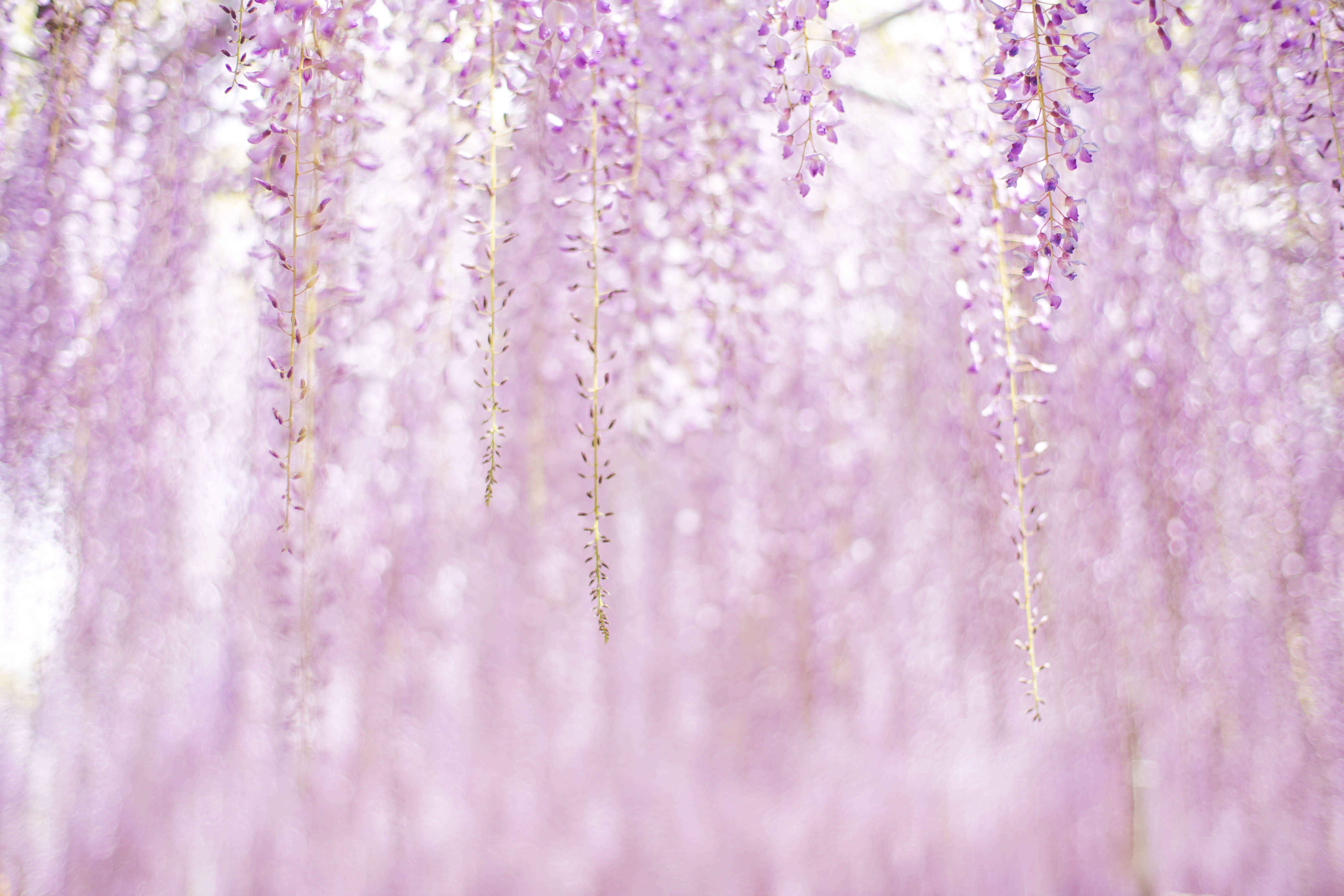 Lilla estetiske blomster Bakgrunner