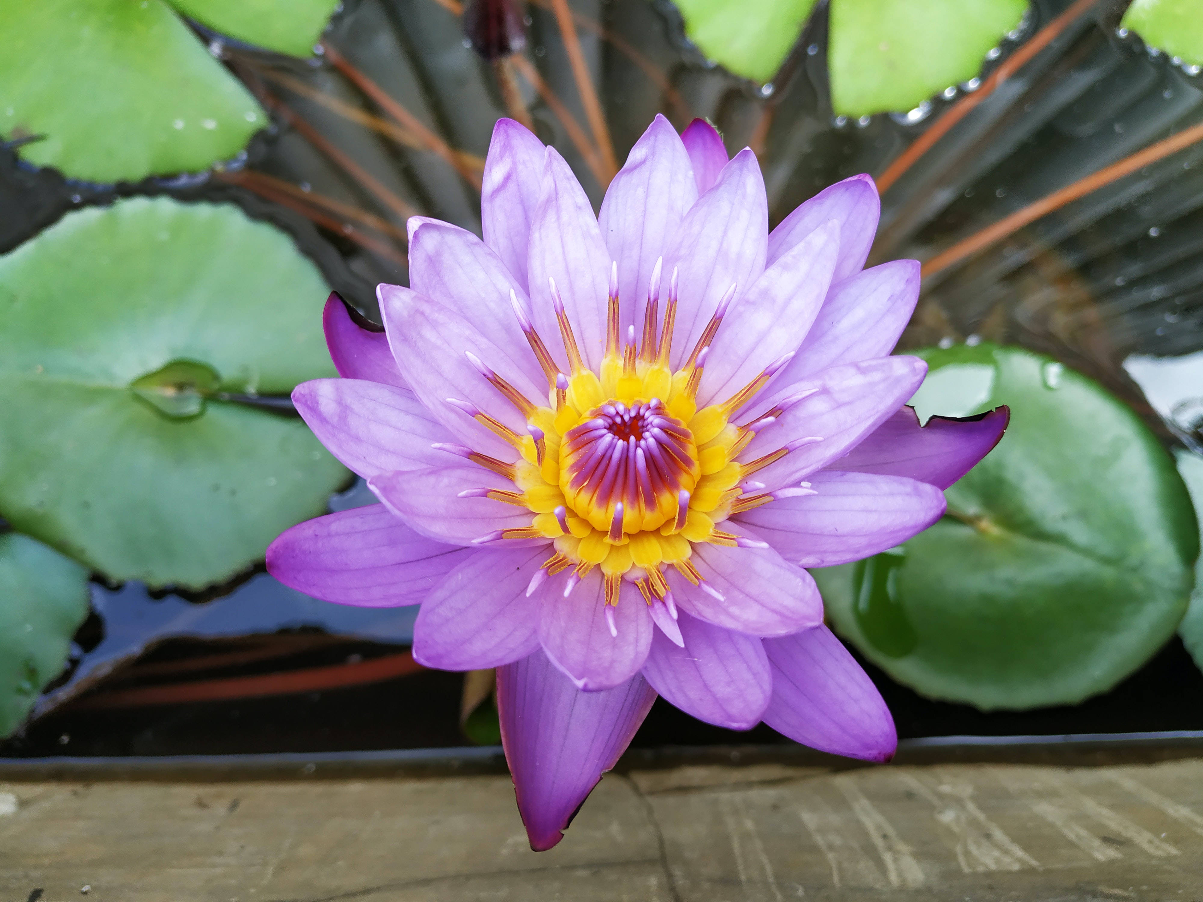 Lilla og gul lotusblomst Bakgrunner