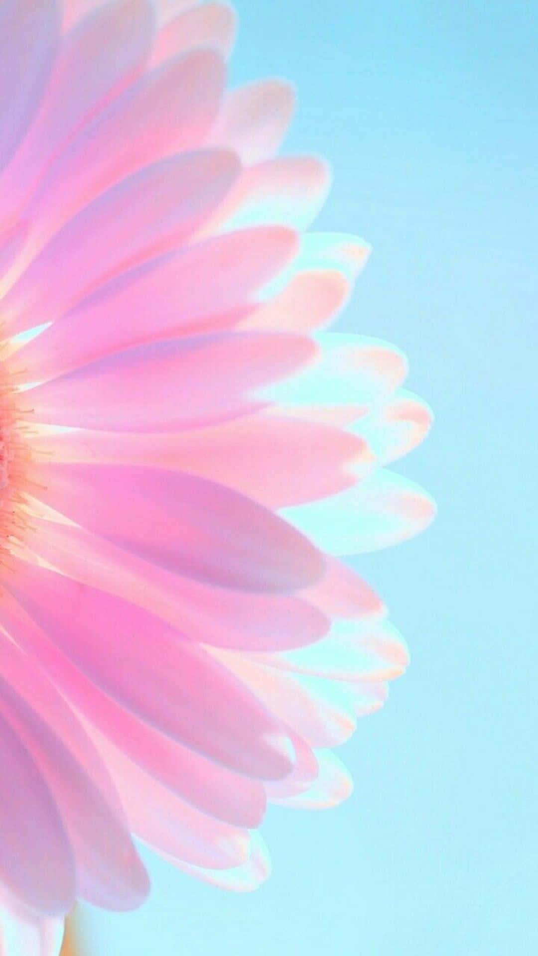 Lilla pastellblomst Daisy iPhone Bakgrunner