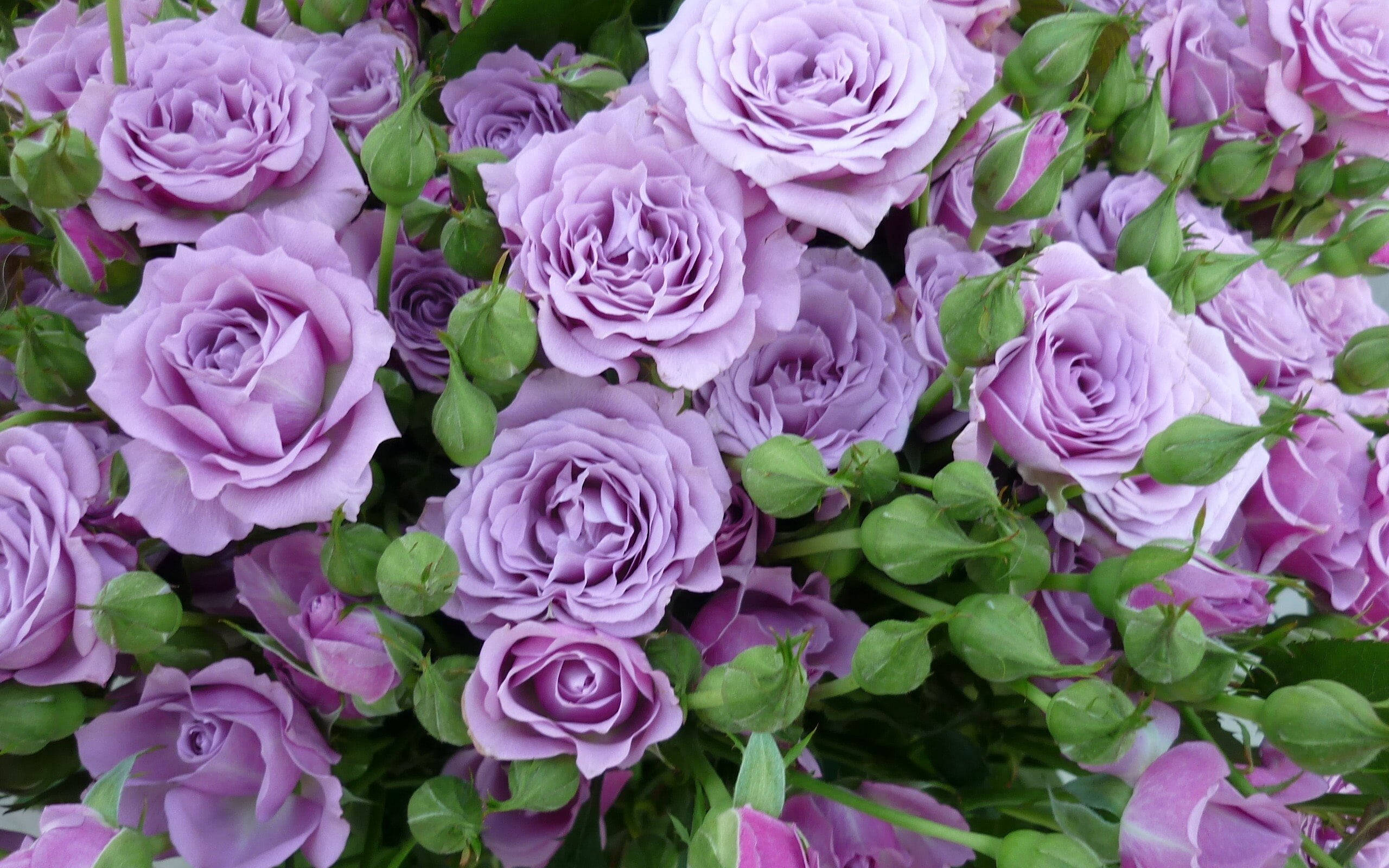 Lilla rosa estetikk Bakgrunner