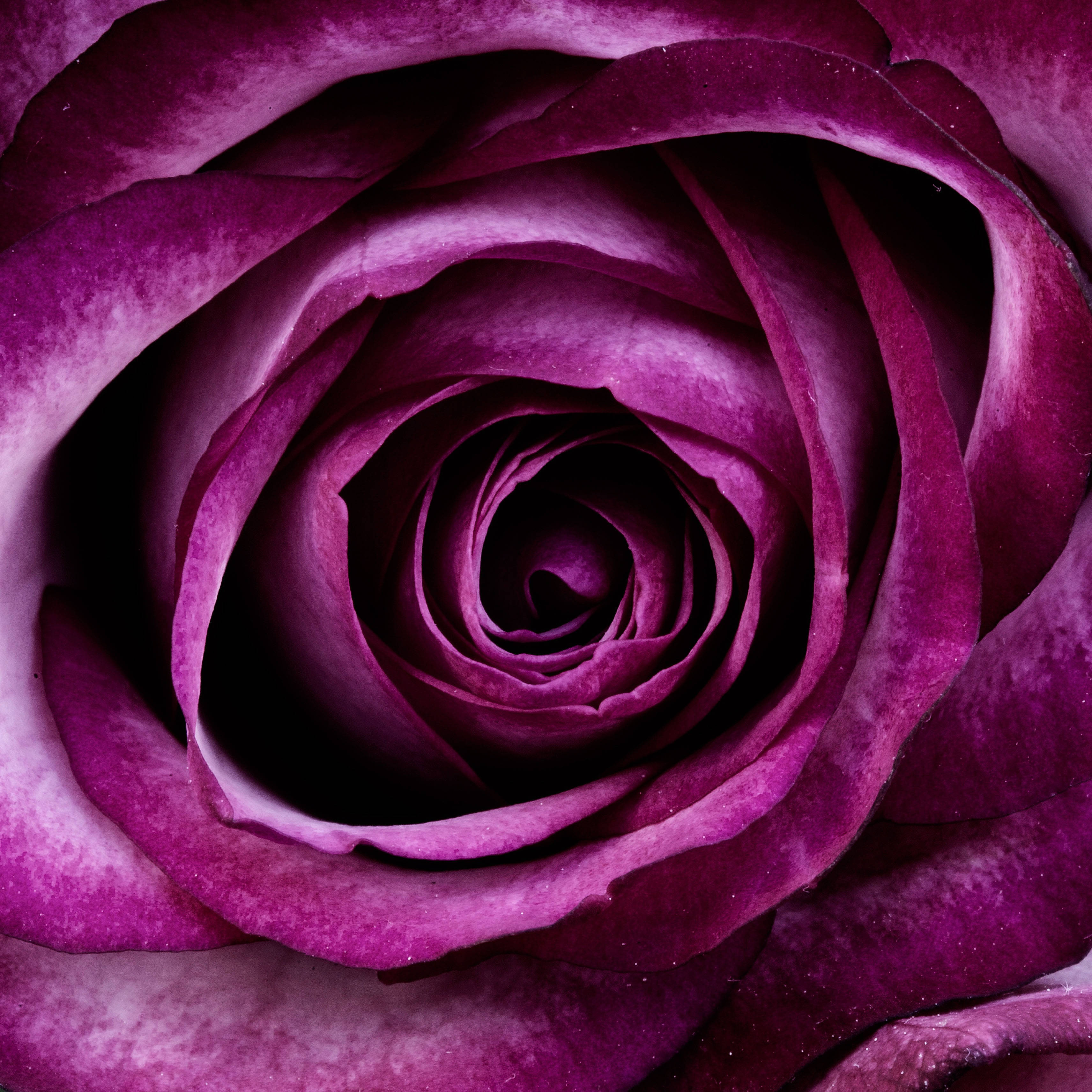 Lilla rose-estetikk Bakgrunner