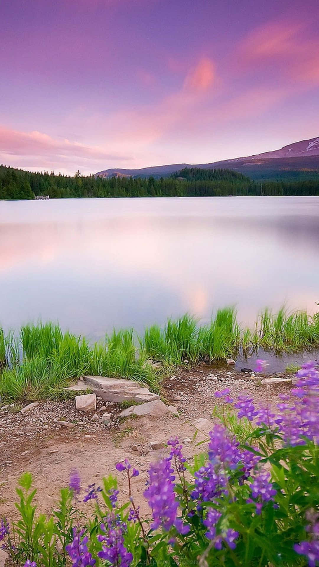 Lilla solnedgang ved innsjøen – naturlig bakgrunn Bakgrunner