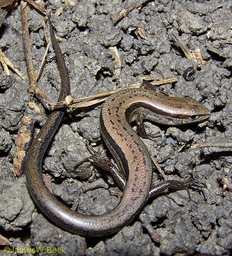 Liten brun bakkeskink Alabama Bakgrunner