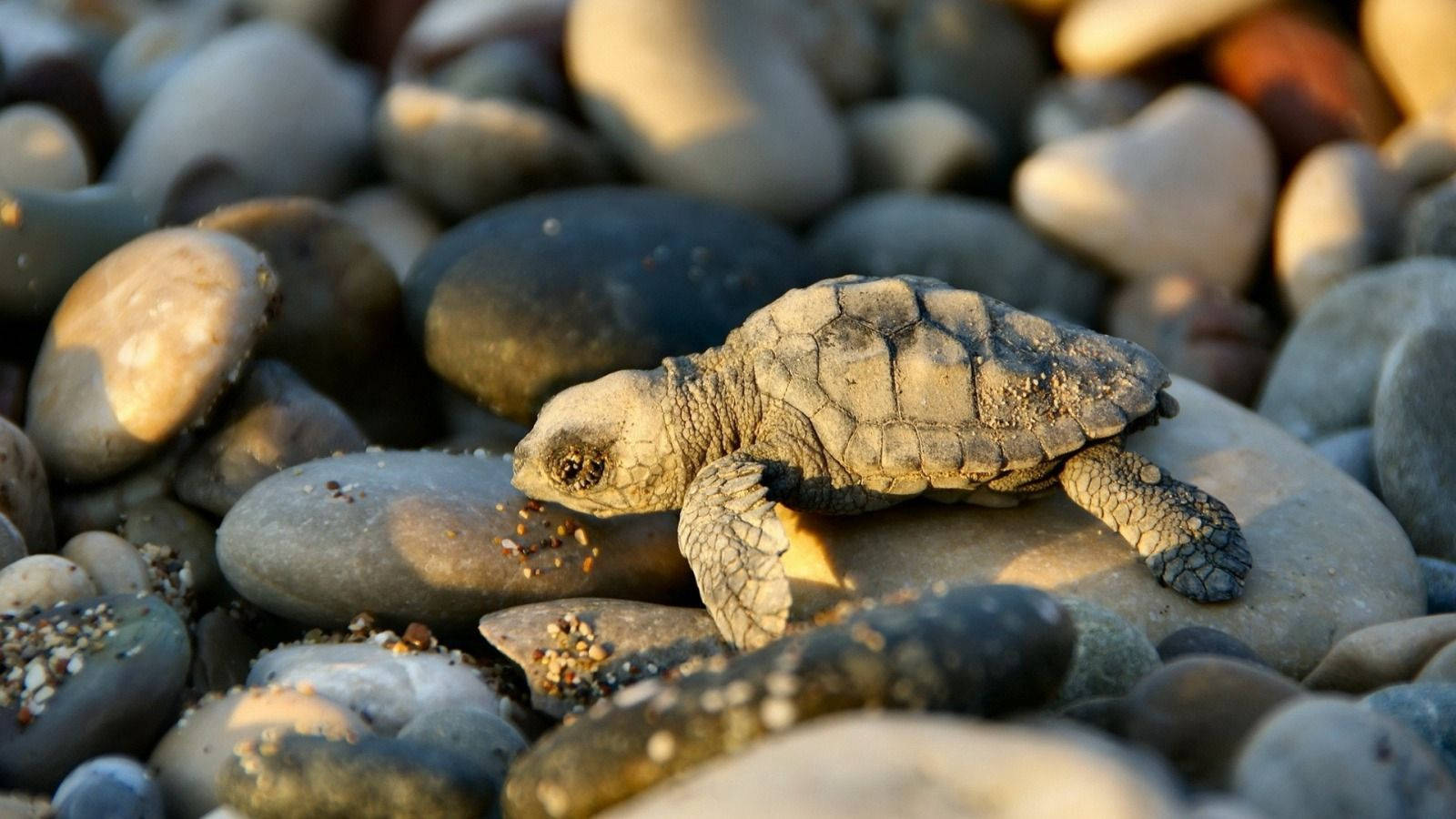 Liten kul skilpadde på steinete strand Bakgrunner