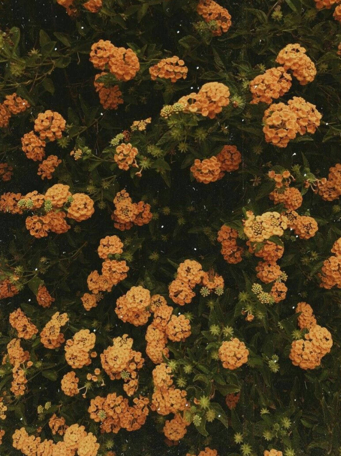 Liten oransje vintage blomstestetikk Bakgrunner
