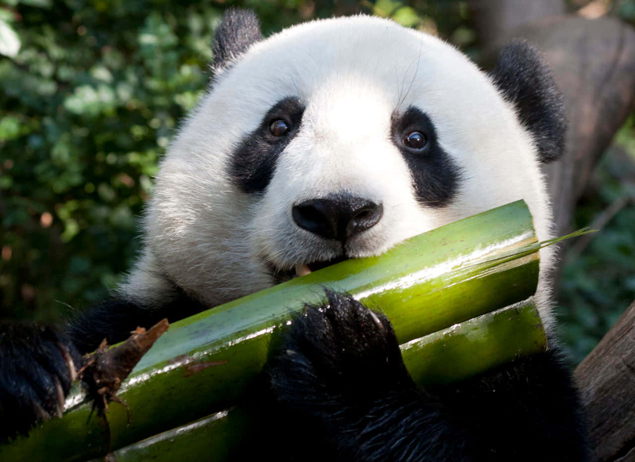 Liten pandaunge nyter en formiddagslek Bakgrunner