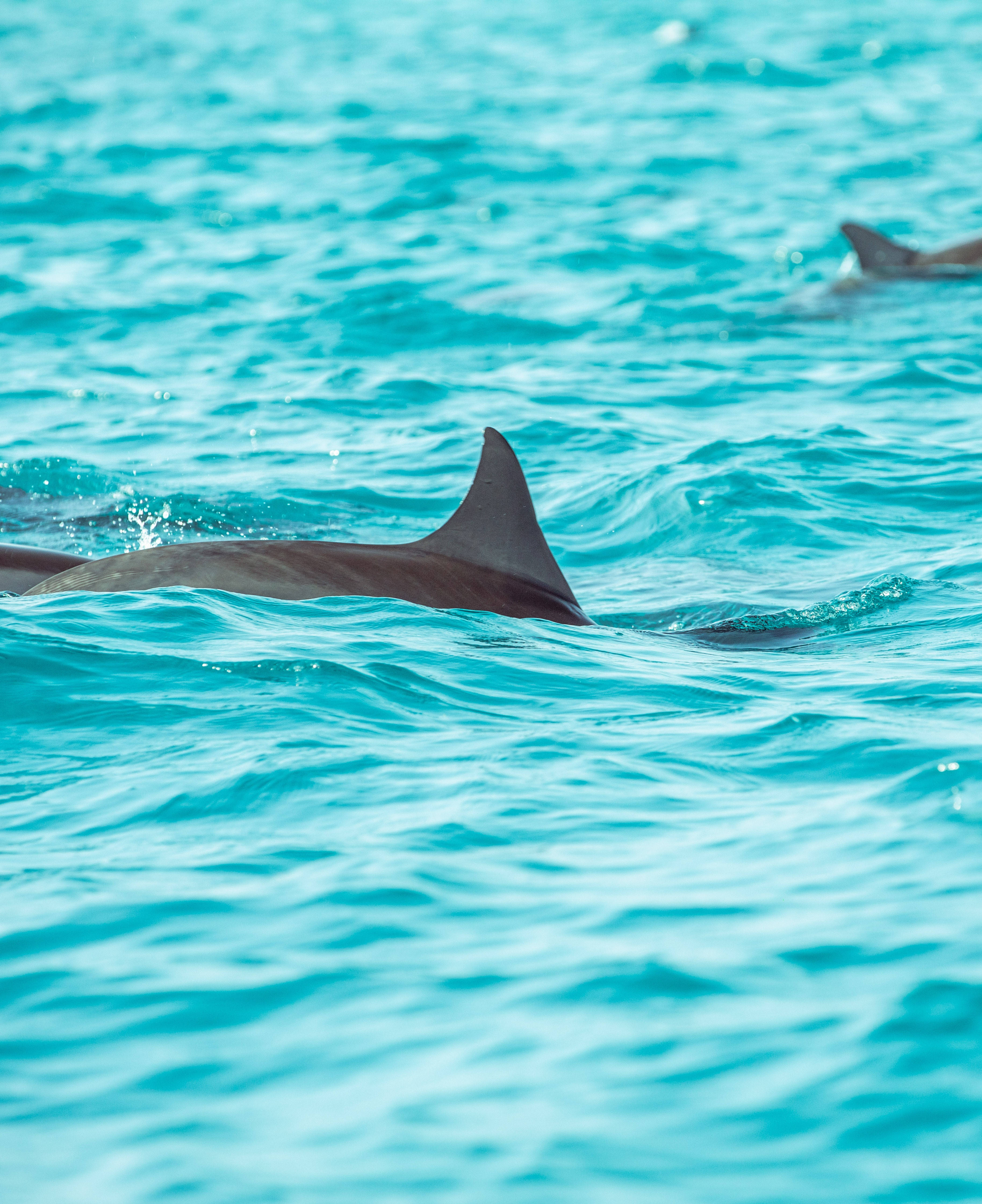 Liten ryggfinne fra delfin Bakgrunner