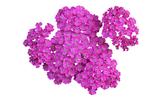 Livaktige rosa blomster mot svart bakgrunn Bakgrunner