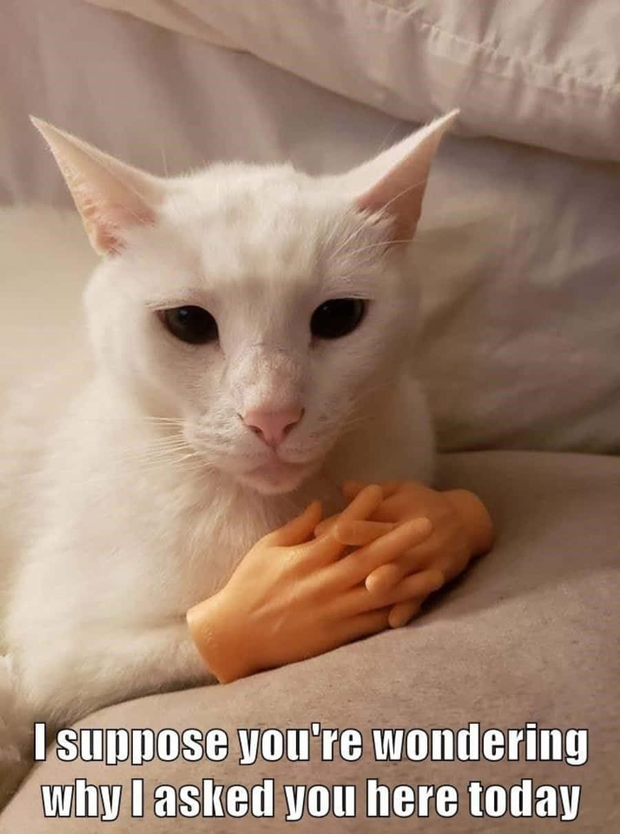 "Livet er for kort til å ikke nyte å være katt!" Bakgrunner