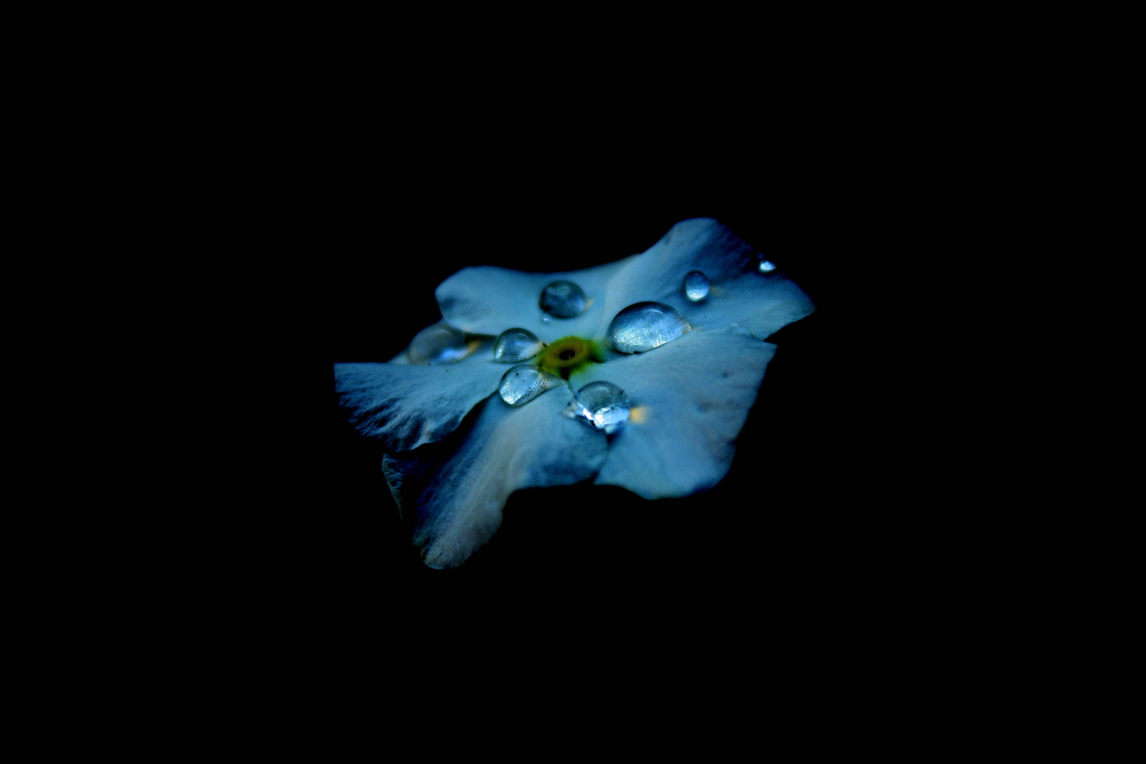 Livets skjønnhet avslørt gjennom AMOLED blå blomsterdråper Bakgrunner