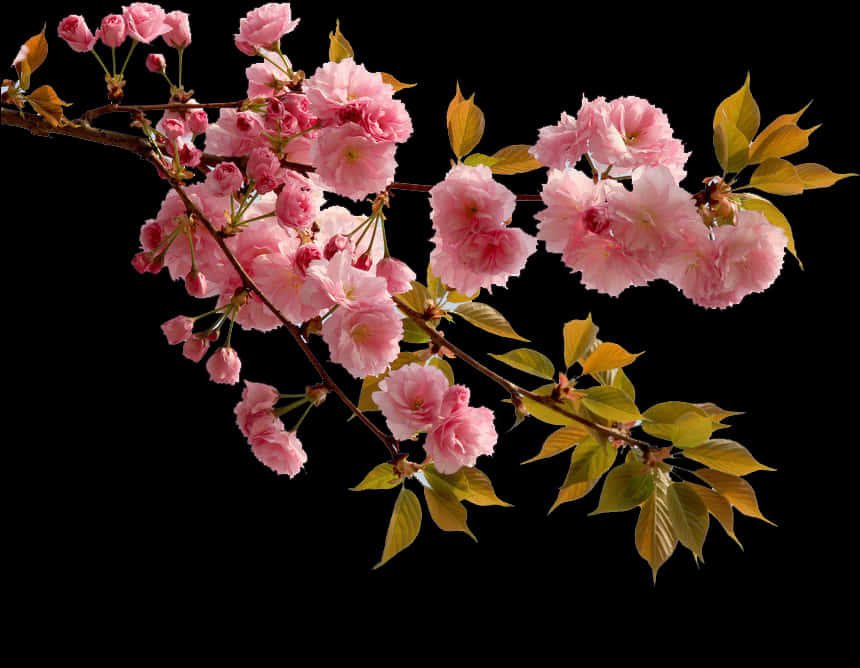 Livfuld rosa kirsebærblomstgren Bakgrunner