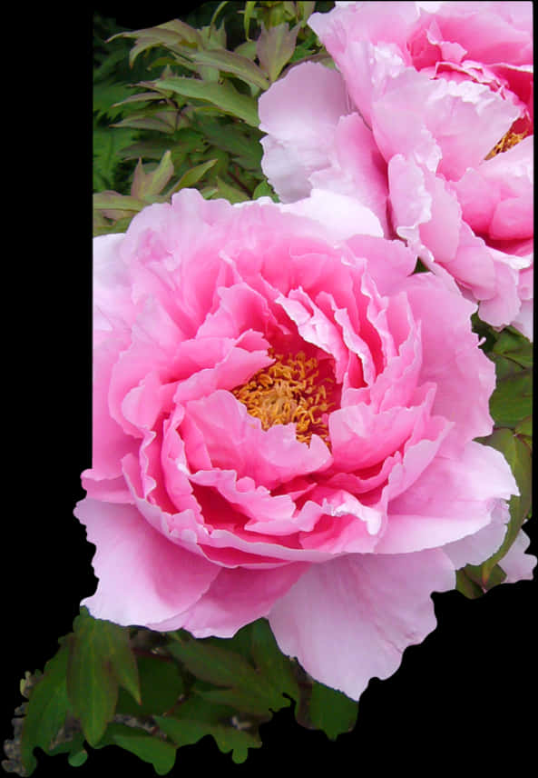 Livfuld rosa peoner i blomsterprakt Bakgrunner