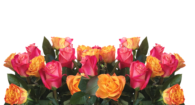 Livfulde gule og rosa roser på svart bakgrunn Bakgrunner
