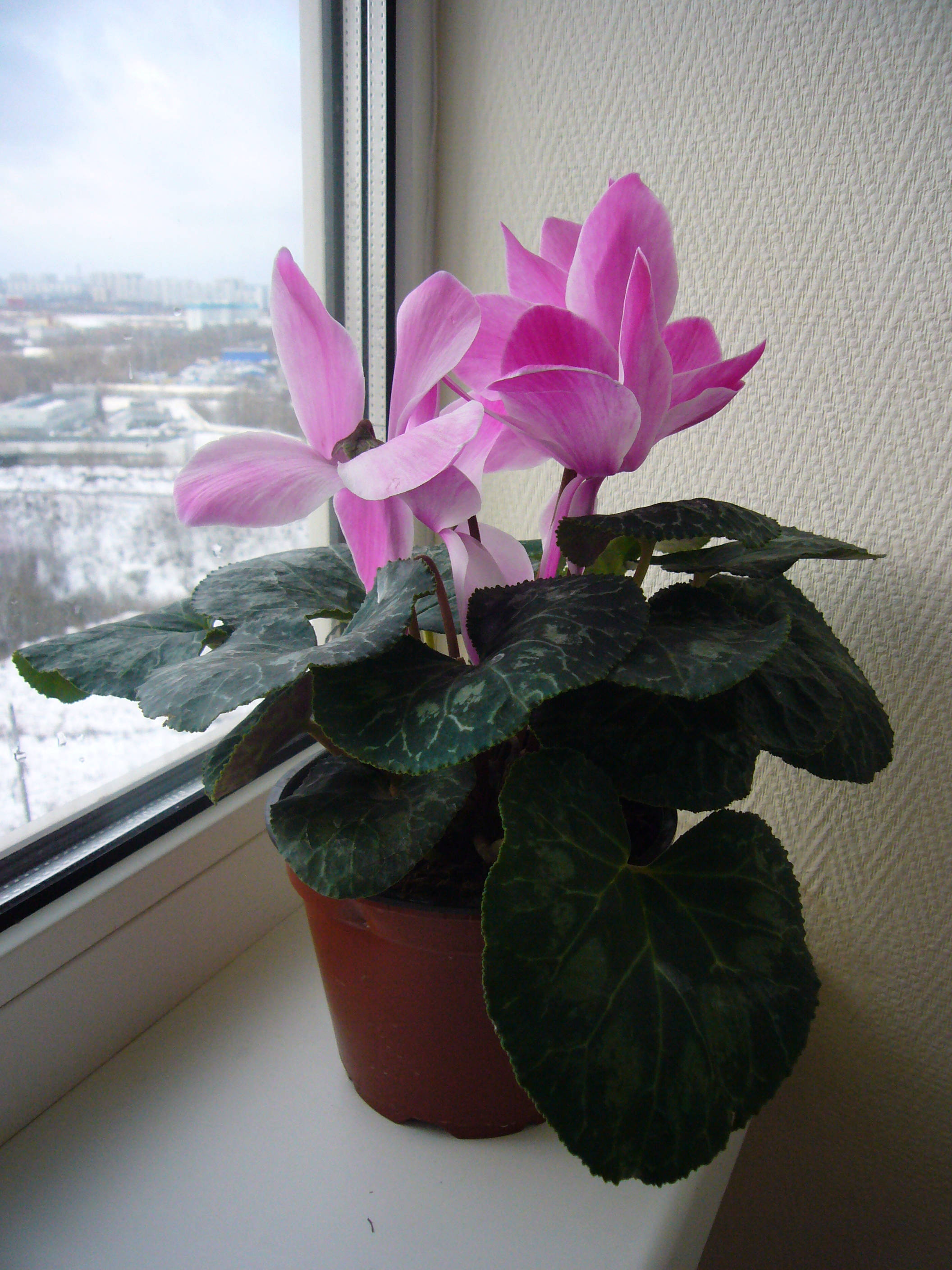 Livfull syklamenstueplante i blomst Bakgrunner
