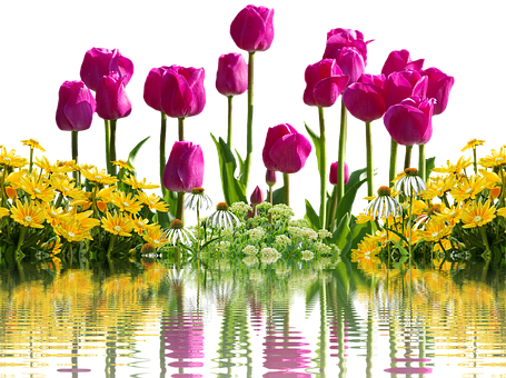 Livfulle tulipaner og gule blomsterspeilbilder Bakgrunner