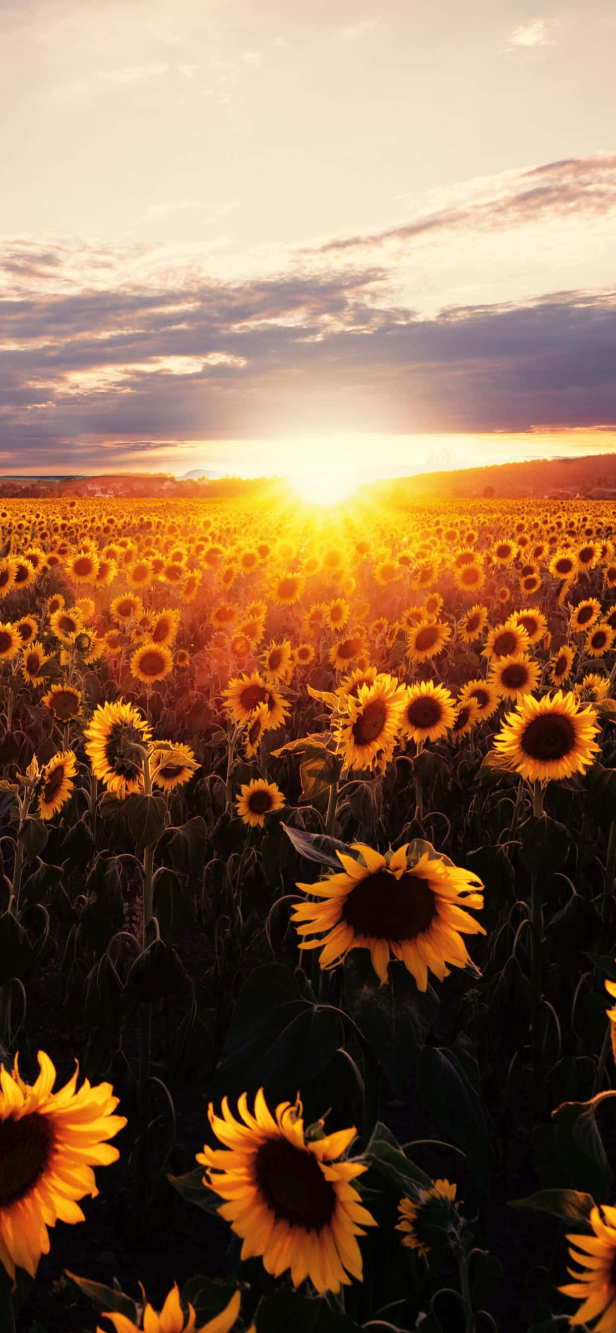 Livlig blomstring av solsikker Bakgrunn Bakgrunner