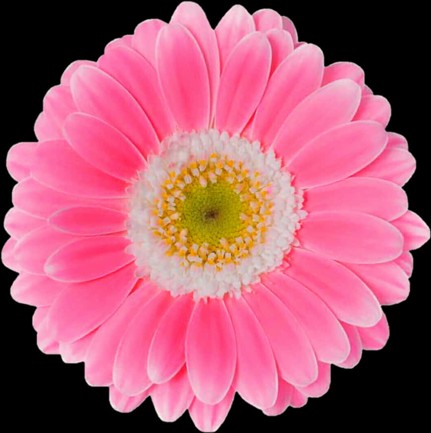 Livlig rosa Gerbera-daisy på svart bakgrunn Bakgrunner