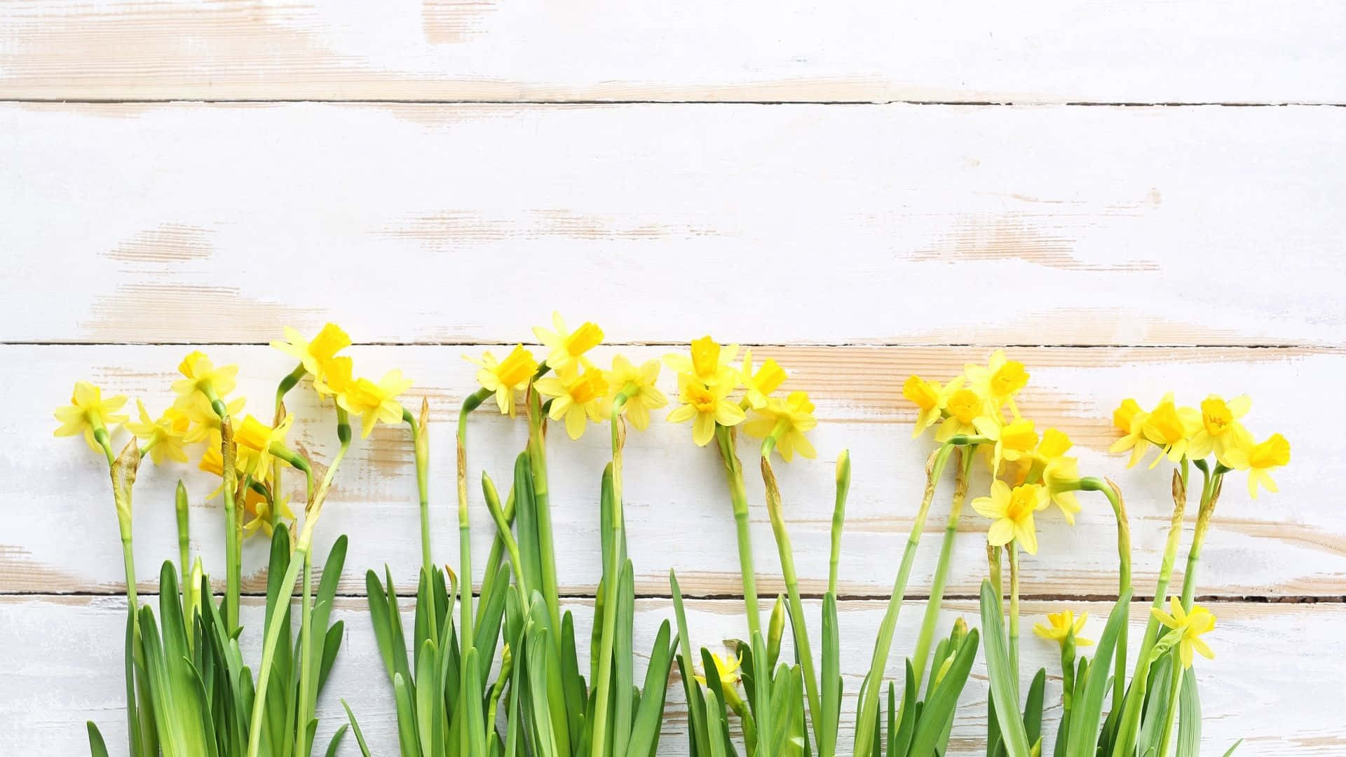 Livlig utsikt med en gul estetisk bakgrunn Bakgrunner