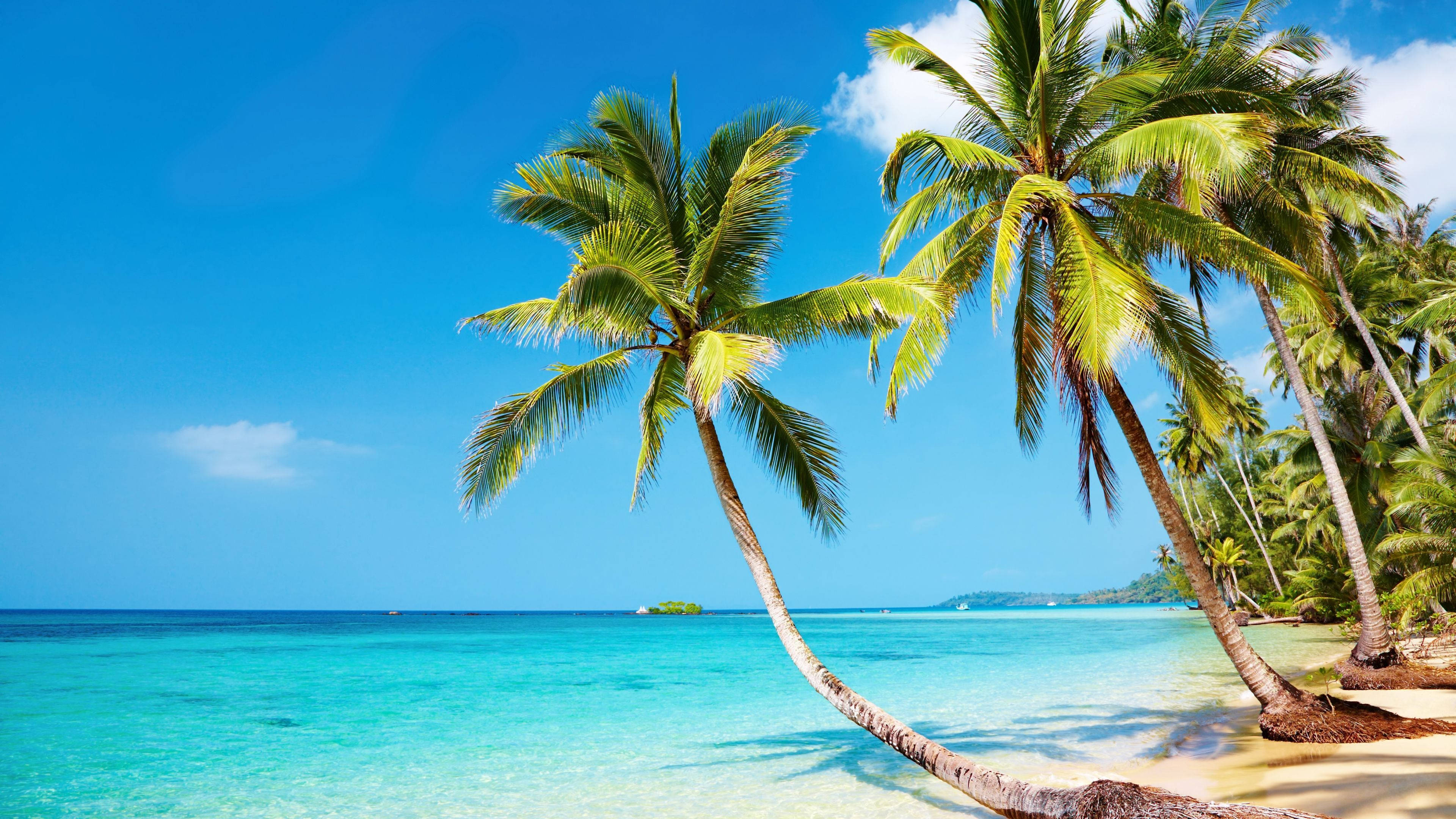 Livlige palmer på en vakker strand Bakgrunner