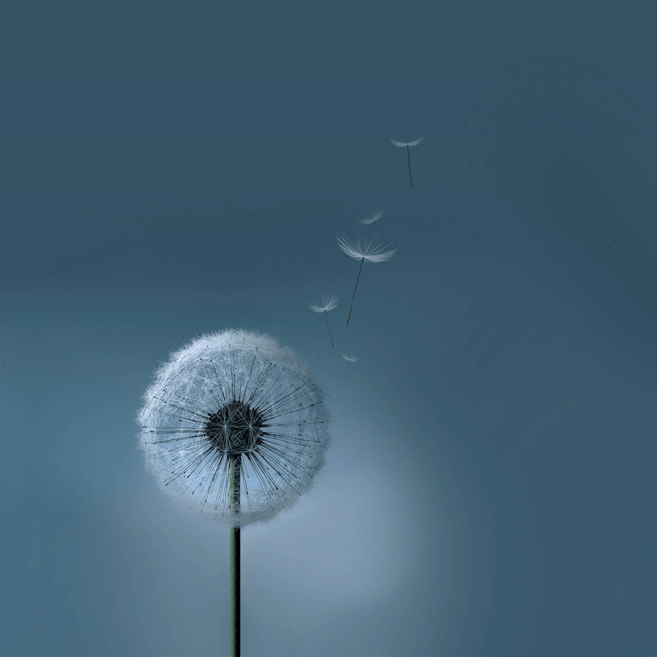 Løvetann Samsung Galaxy-nettbrett Bakgrunner