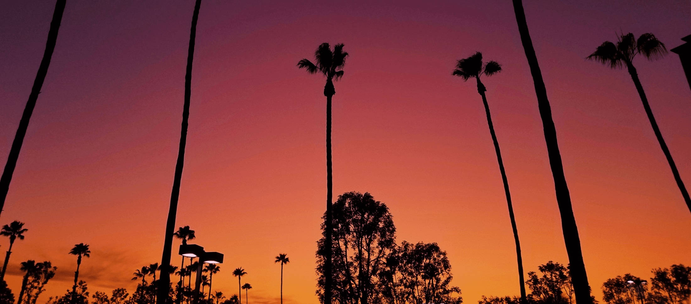 Los Angeles solnedgang over trær Bakgrunner