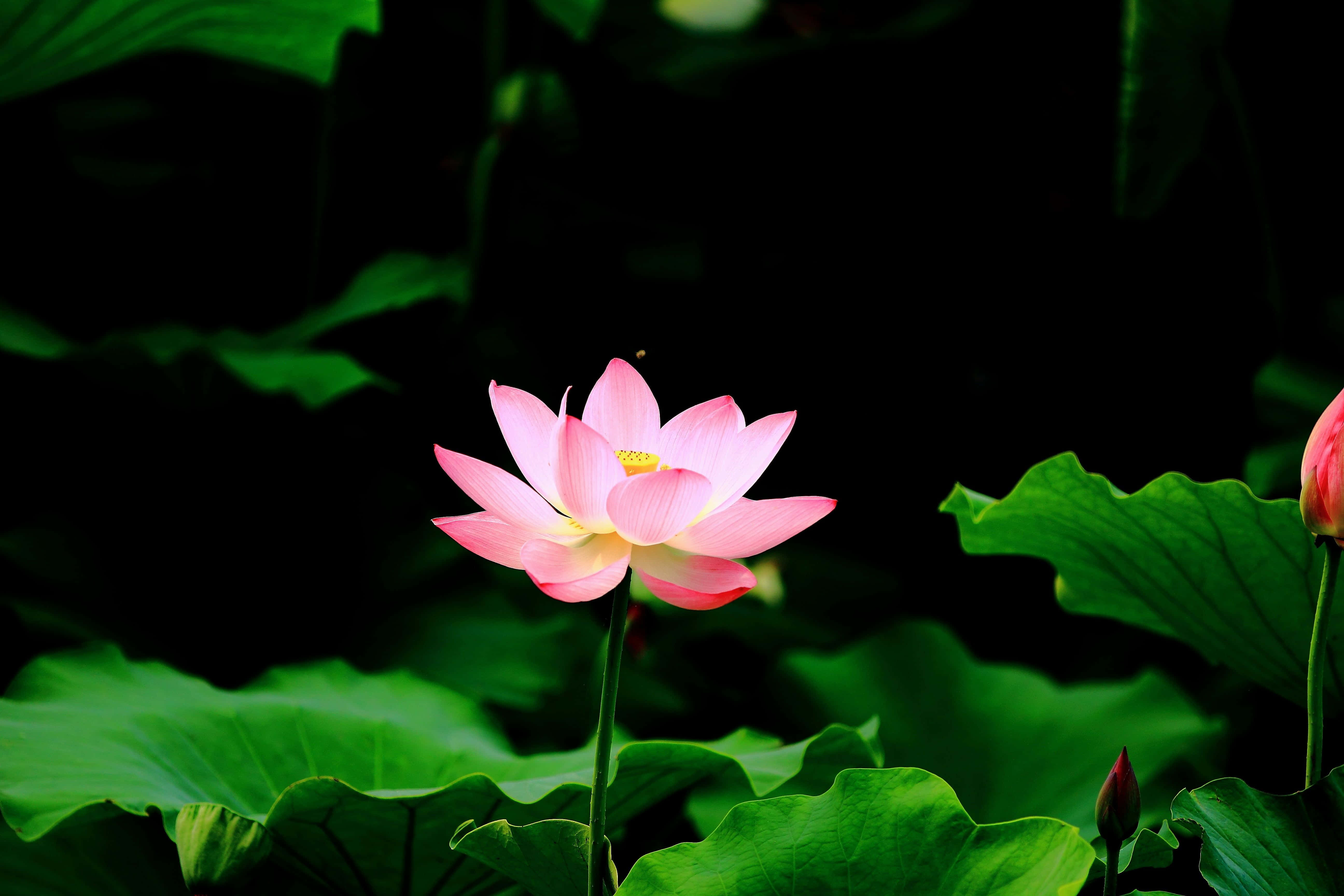 Lotusblomst-bilder Bakgrunner