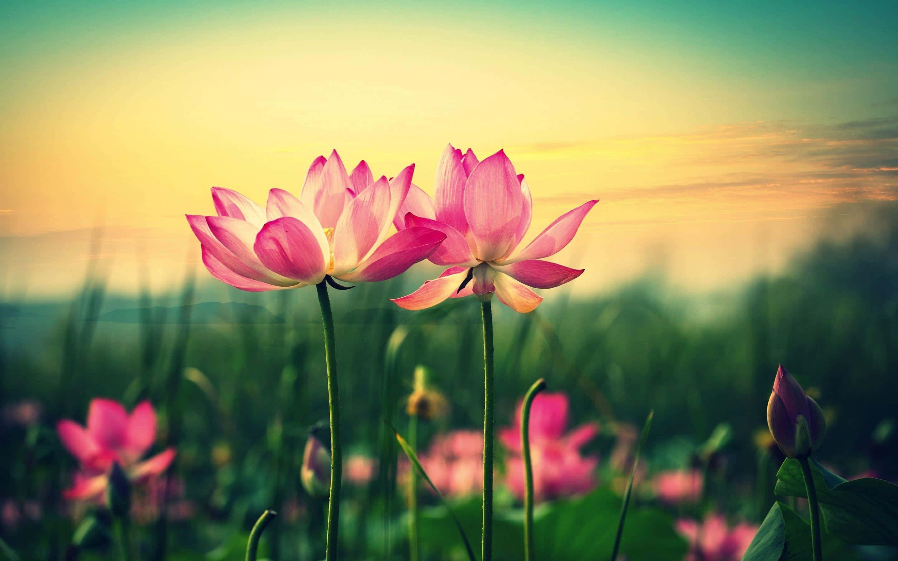Lotusblomst bilder Bakgrunner