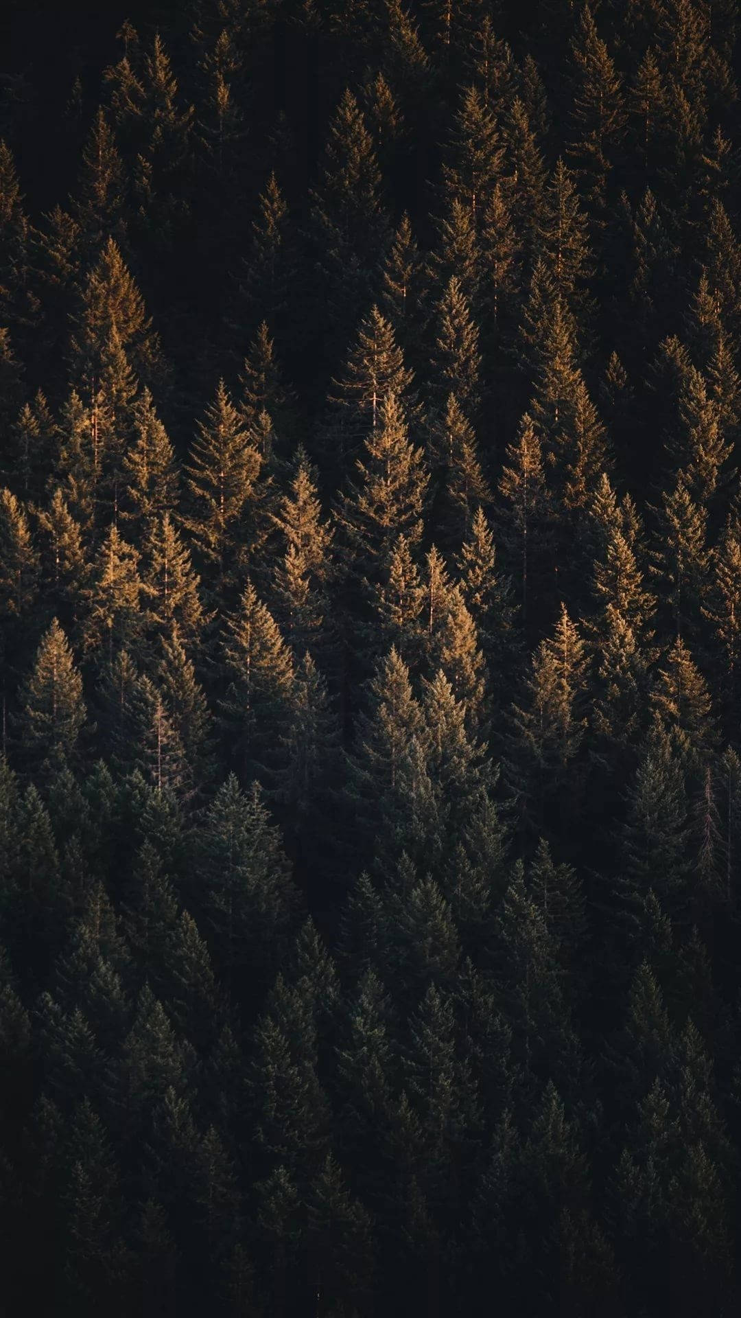 Luftfoto av grønn furuskog iPhone Bakgrunner